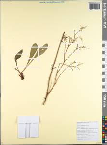 Limonium scoparium (Pall. ex Willd.) Stankov, Caucasus, Black Sea Shore (from Novorossiysk to Adler) (K3) (Russia)