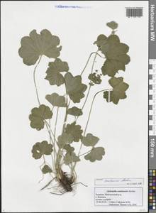 Alchemilla semilunaris Alechin, Eastern Europe, Middle Volga region (E8) (Russia)