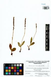 Herminium monorchis (L.) R.Br., Siberia, Baikal & Transbaikal region (S4) (Russia)