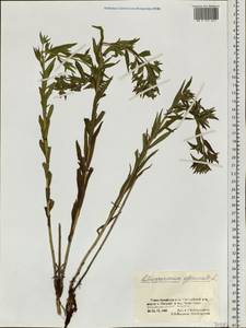 Lithospermum officinale L., Siberia, Altai & Sayany Mountains (S2) (Russia)