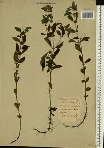 Mentha arvensis L., Eastern Europe, Belarus (E3a) (Belarus)