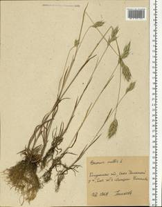 Bromus hordeaceus L., Eastern Europe, Central region (E4) (Russia)