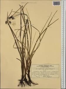 Eriophorum angustifolium Honck., Western Europe (EUR) (Norway)