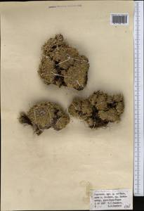 Acantholimon tianschanicum Czern., Middle Asia, Northern & Central Tian Shan (M4) (Kyrgyzstan)