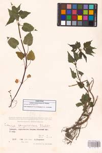 Lamium album subsp. album, Caucasus, Georgia (K4) (Georgia)