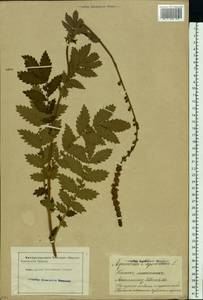 Agrimonia eupatoria L., Eastern Europe, Latvia (E2b) (Latvia)