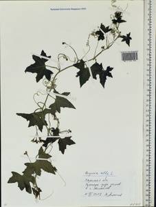 Bryonia alba L., Eastern Europe, Central region (E4) (Russia)