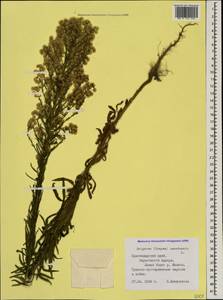 Erigeron canadensis L., Caucasus, Black Sea Shore (from Novorossiysk to Adler) (K3) (Russia)