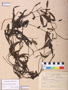 Potamogeton alpinus Balb., Siberia, Altai & Sayany Mountains (S2) (Russia)
