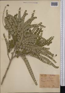 Sophora mollis subsp. griffithii (Stocks)Ali, Middle Asia, Western Tian Shan & Karatau (M3) (Kyrgyzstan)