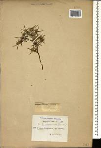 Eryngium caeruleum M.Bieb., Caucasus, Dagestan (K2) (Russia)