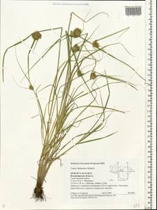Carex bohemica Schreb., Eastern Europe, Central region (E4) (Russia)