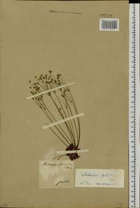 Androsace lactiflora Fisch. ex Willd., Siberia, Baikal & Transbaikal region (S4) (Russia)