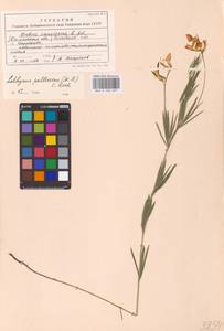 Lathyrus pallescens (M.Bieb.) K.Koch, Eastern Europe, Rostov Oblast (E12a) (Russia)