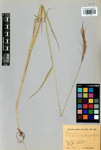 Elymus gmelinii (Trin.) Tzvelev, Siberia, Baikal & Transbaikal region (S4) (Russia)