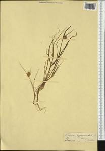 Carex bohemica Schreb., Western Europe (EUR)
