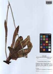 Trommsdorffia maculata (L.) Bernh., Siberia, Altai & Sayany Mountains (S2) (Russia)