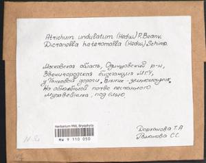 Atrichum undulatum (Hedw.) P. Beauv., Bryophytes, Bryophytes - Moscow City & Moscow Oblast (B6a) (Russia)