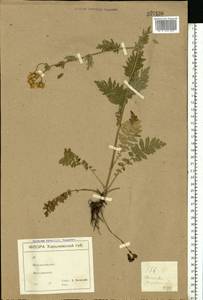 Tanacetum corymbosum subsp. corymbosum, Eastern Europe, North Ukrainian region (E11) (Ukraine)