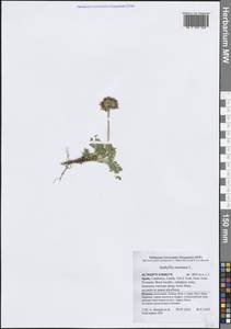 Anthyllis montana L., Western Europe (EUR) (Spain)