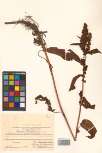 Rumex obtusifolius L., Siberia, Russian Far East (S6) (Russia)