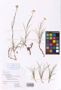 Eremogone saxatilis (L.) Ikonn., Eastern Europe, Central region (E4) (Russia)