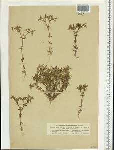 Cerastium ramosissimum Boiss., Eastern Europe, South Ukrainian region (E12) (Ukraine)