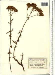 Hypericum scabrum L., Caucasus, Armenia (K5) (Armenia)