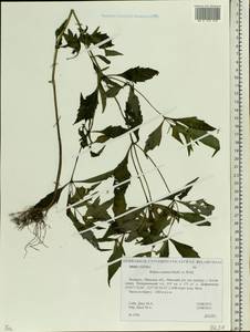 Bidens connata Muhl. ex Willd., Eastern Europe, Belarus (E3a) (Belarus)