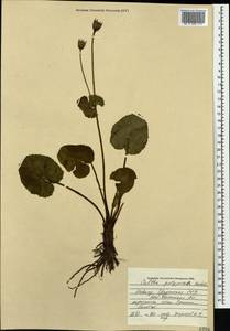 Caltha palustris var. polypetala (Hochst. ex Lorent) Huth, Caucasus, South Ossetia (K4b) (South Ossetia)