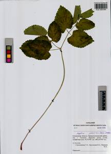 Ostericum palustre (Besser) Besser, Siberia, Altai & Sayany Mountains (S2) (Russia)