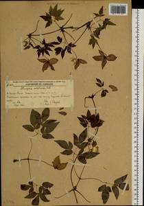 Clematis ochotensis (Pall.) Poir., Siberia, Russian Far East (S6) (Russia)