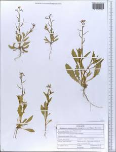 Chorispora tenella (Pall.) DC., Eastern Europe, South Ukrainian region (E12) (Ukraine)