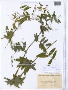 Lathyrus palustris L., Eastern Europe, North Ukrainian region (E11) (Ukraine)