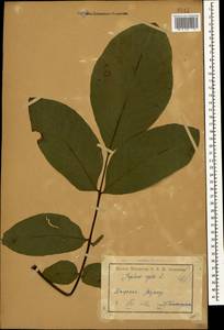 Juglans regia L., Caucasus, Armenia (K5) (Armenia)