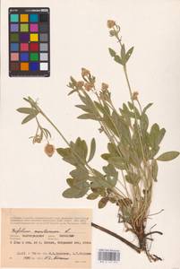 Trifolium montanum L., Eastern Europe, Lower Volga region (E9) (Russia)