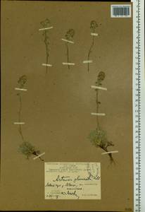 Artemisia glomerata Ledeb., Siberia, Chukotka & Kamchatka (S7) (Russia)