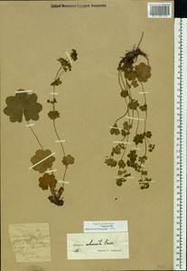 Alchemilla subcrenata Buser, Eastern Europe, Moscow region (E4a) (Russia)
