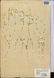 Arenaria serpyllifolia L., Middle Asia, Kopet Dag, Badkhyz, Small & Great Balkhan (M1) (Turkmenistan)