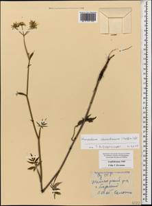 Heracleum chorodanum (Hoffm.) DC., Caucasus, Azerbaijan (K6) (Azerbaijan)