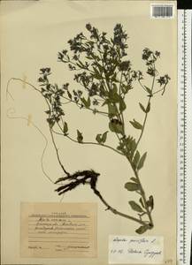 Nepeta ucranica subsp. parviflora (M.Bieb.) M.Masclans, Eastern Europe, North Ukrainian region (E11) (Ukraine)