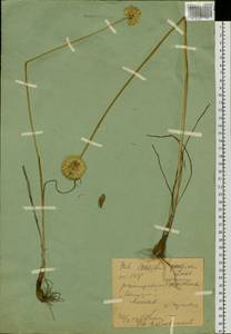 Allium flavidum Ledeb., Siberia, Western (Kazakhstan) Altai Mountains (S2a) (Kazakhstan)