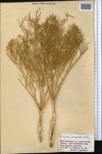 Ferula pachyphylla Korovin, Middle Asia, Western Tian Shan & Karatau (M3) (Kazakhstan)
