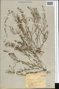 Eutrema salsugineum (Pall.) Al-Shehbaz & S.I. Warwick, Middle Asia, Northern & Central Kazakhstan (M10) (Kazakhstan)