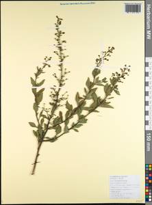 Scrophularia variegata subsp. rupestris (M. Bieb. ex Willd.) Grau, Caucasus, Black Sea Shore (from Novorossiysk to Adler) (K3) (Russia)