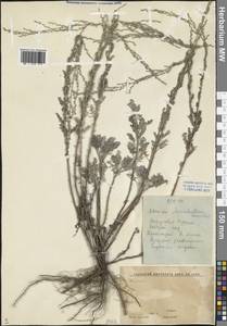 Artemisia marschalliana Spreng., Eastern Europe, Lower Volga region (E9) (Russia)