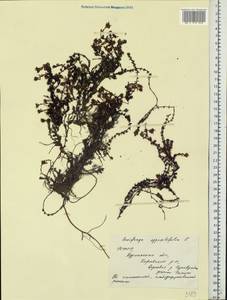 Saxifraga oppositifolia L., Eastern Europe, Northern region (E1) (Russia)