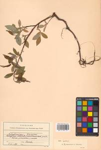 Salix hastata L., Siberia, Russian Far East (S6) (Russia)