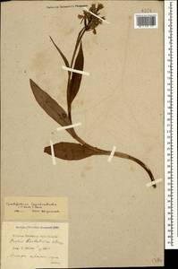 Dactylorhiza urvilleana (Steud.) H.Baumann & Künkele, Caucasus, Krasnodar Krai & Adygea (K1a) (Russia)