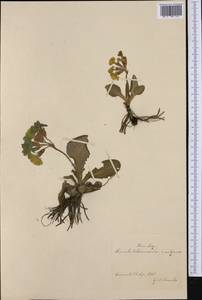 Primula veris subsp. columnae (Ten.) Maire & Petitm., Western Europe (EUR) (Bosnia and Herzegovina)
